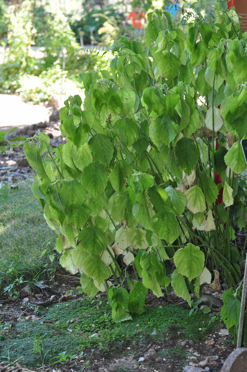 Urticaceae Laportea canadensis
