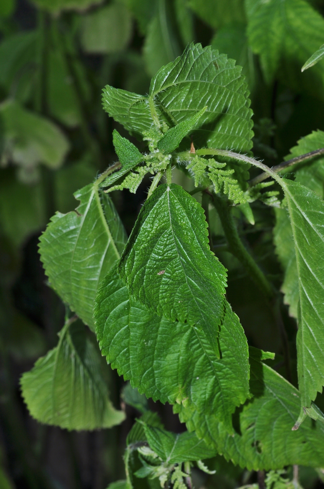 Urticaceae Laportea canadensis