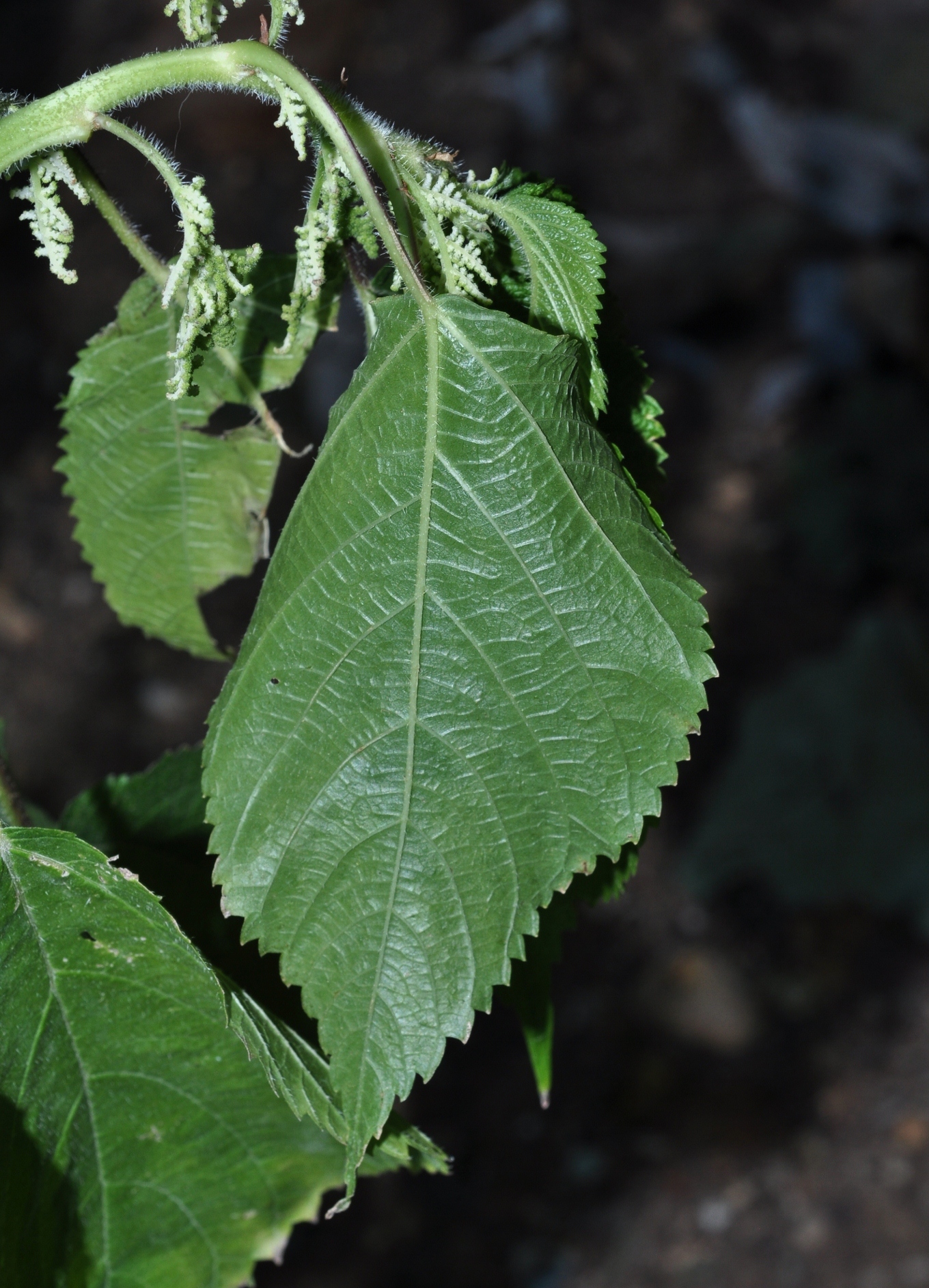 Urticaceae Laportea canadensis