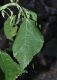 image of Laportea canadensis