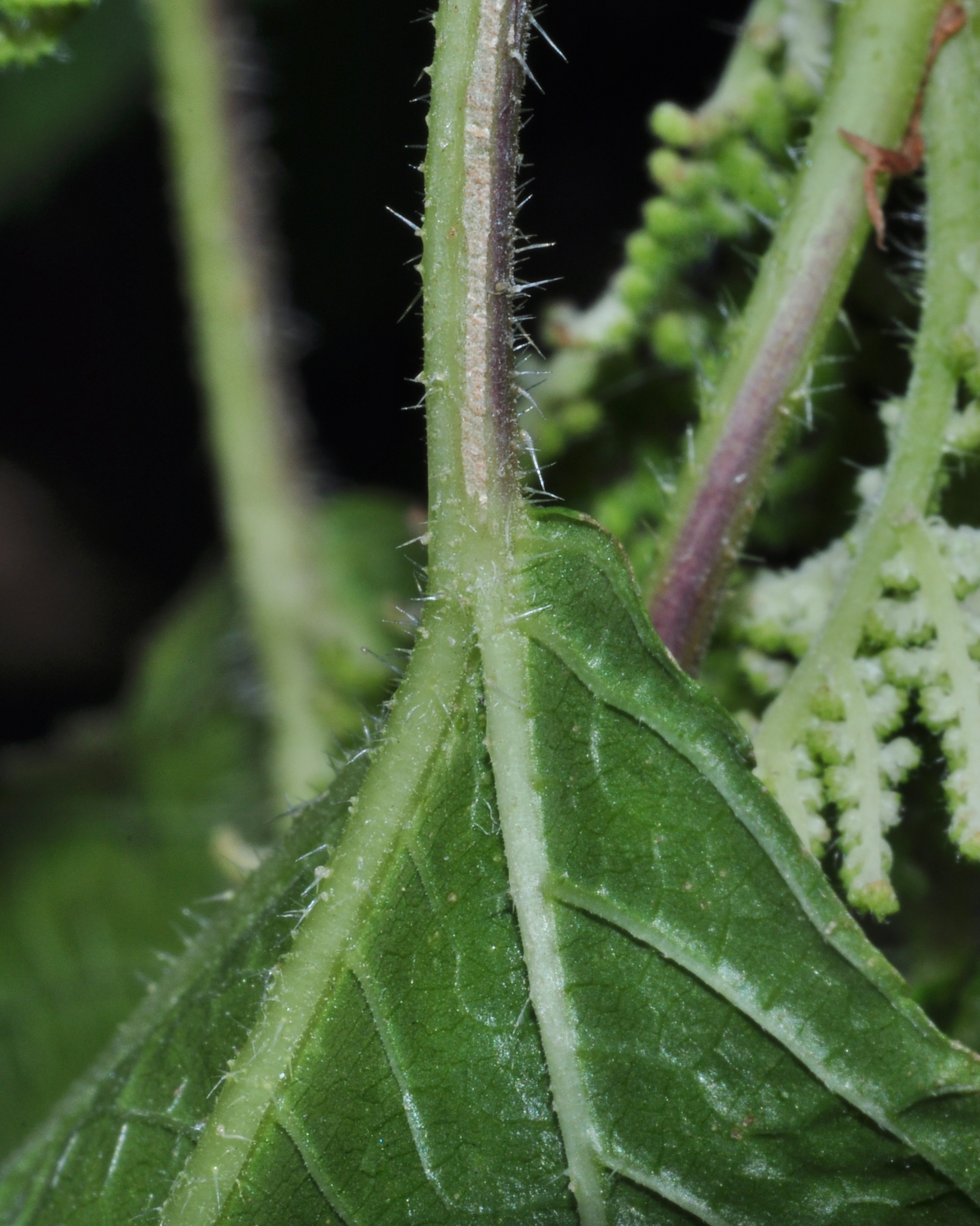 Urticaceae Laportea canadensis