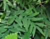 image of Geitonoplesium cymosum