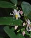 image of Geitonoplesium cymosum