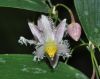 image of Geitonoplesium cymosum