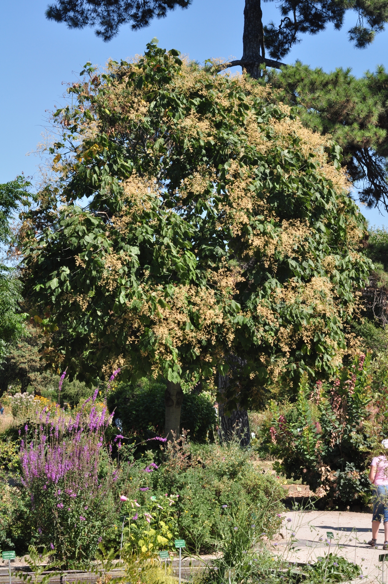 Sterculiaceae Firmiana simplex