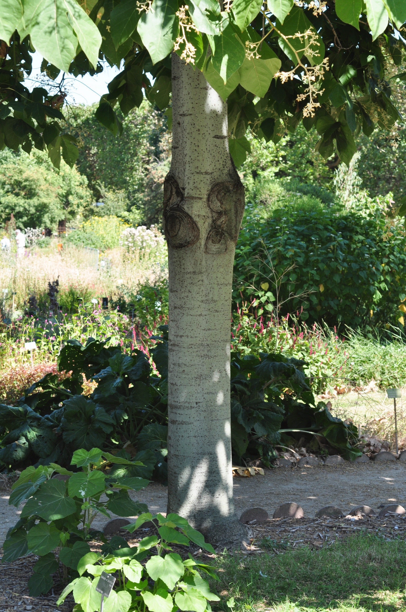 Sterculiaceae Firmiana simplex