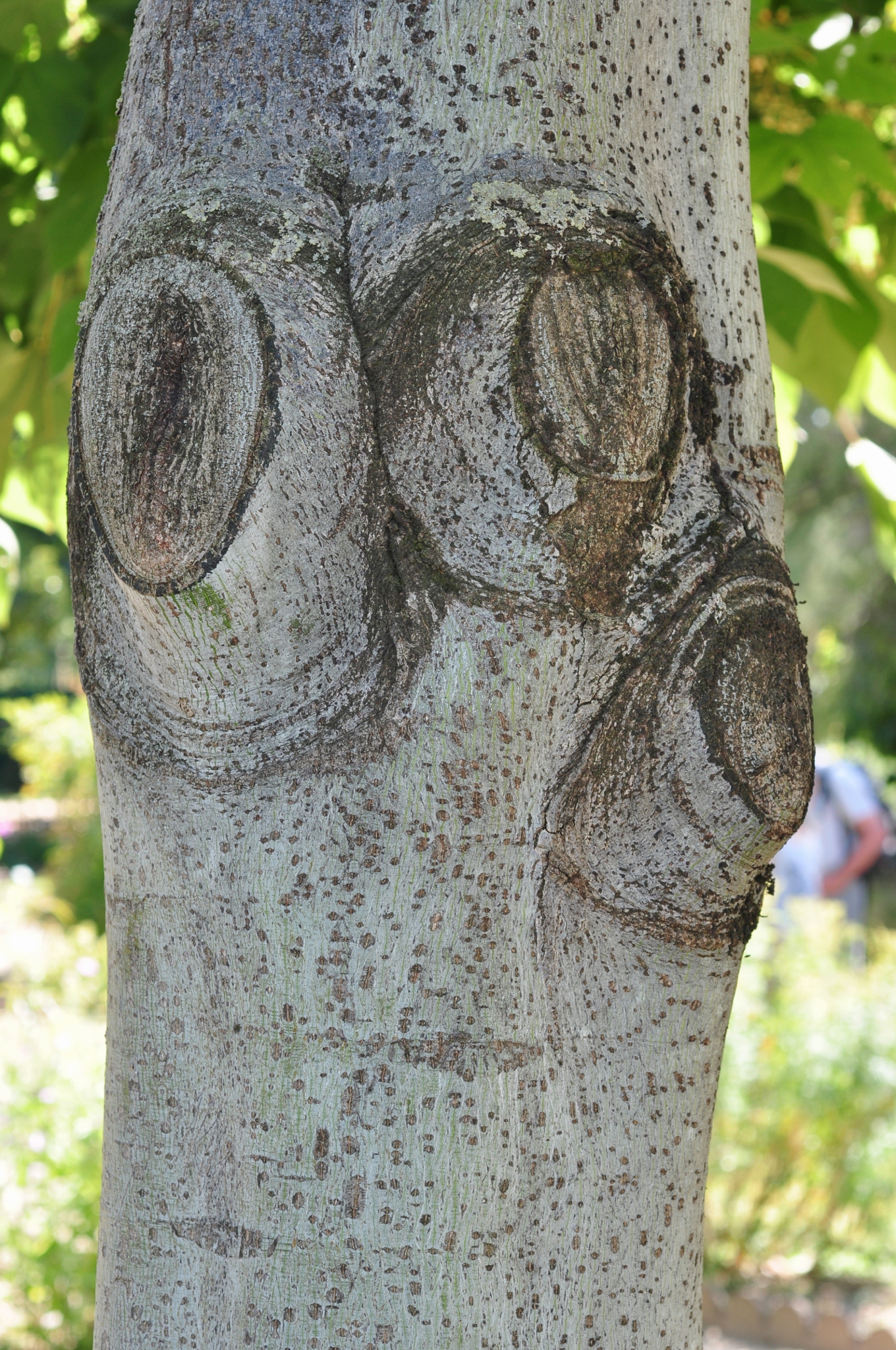 Sterculiaceae Firmiana simplex