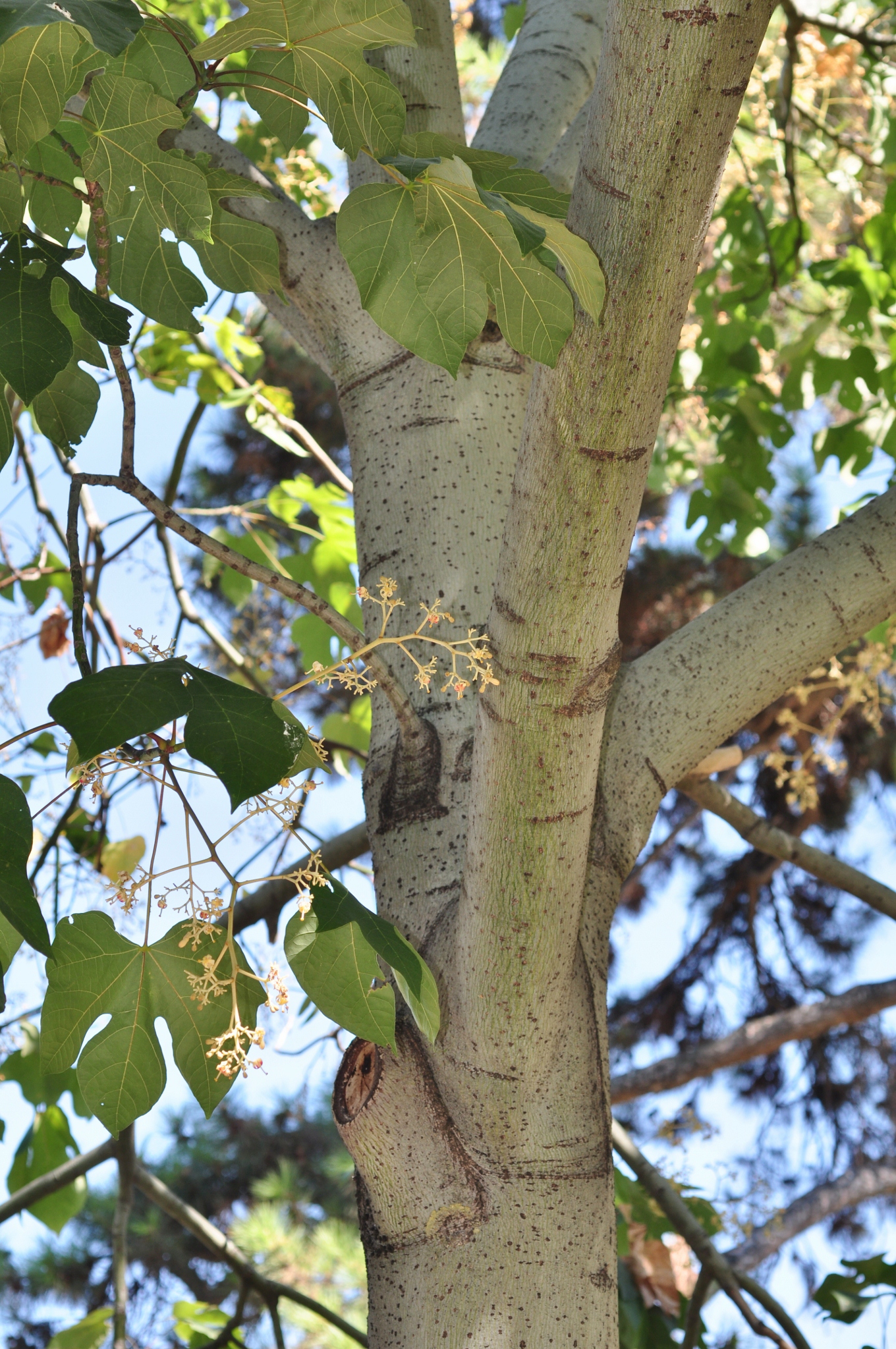 Sterculiaceae Firmiana simplex