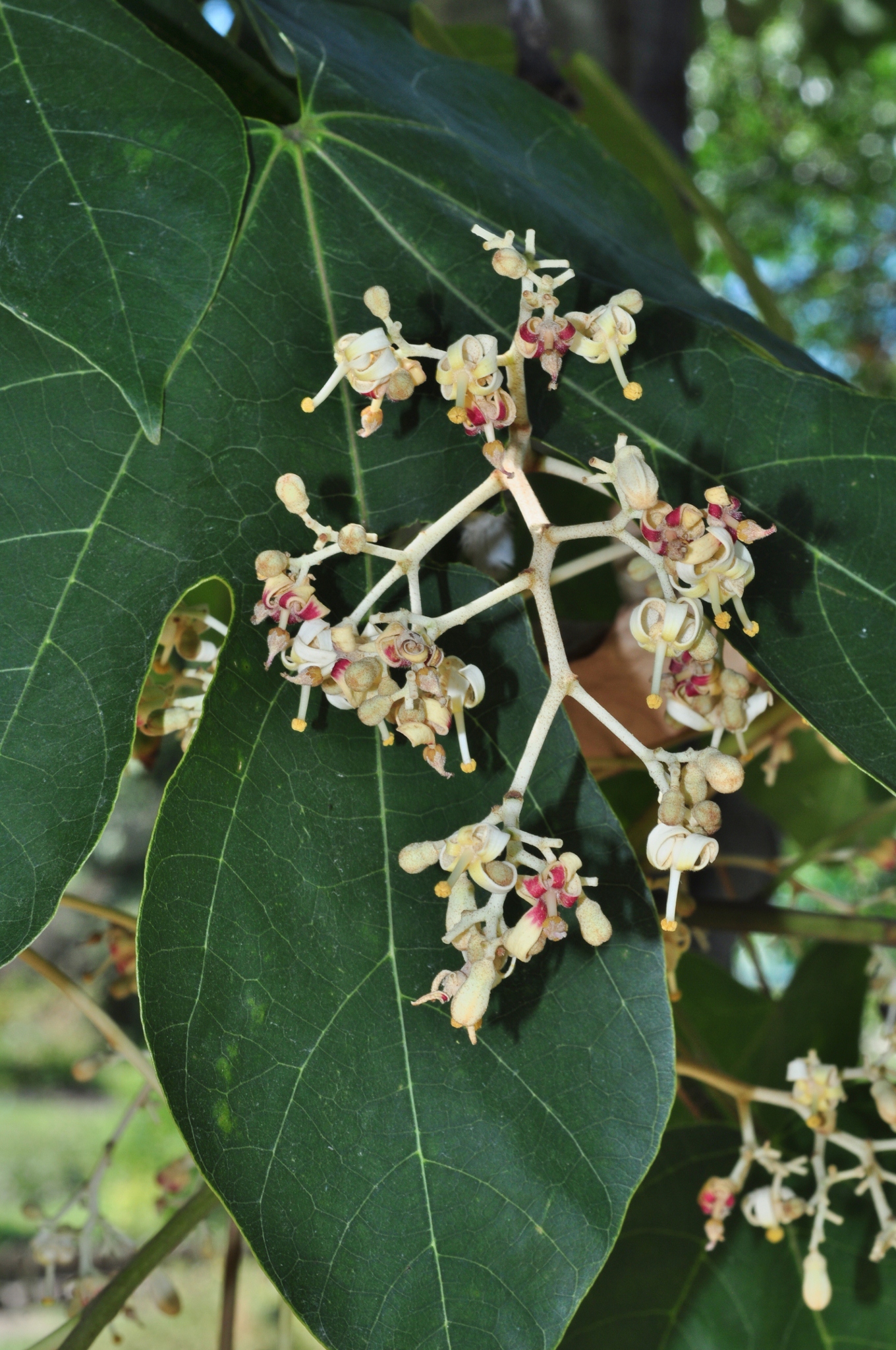 Sterculiaceae Firmiana simplex