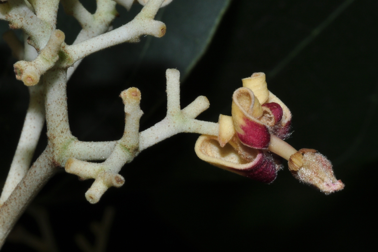 Sterculiaceae Firmiana simplex