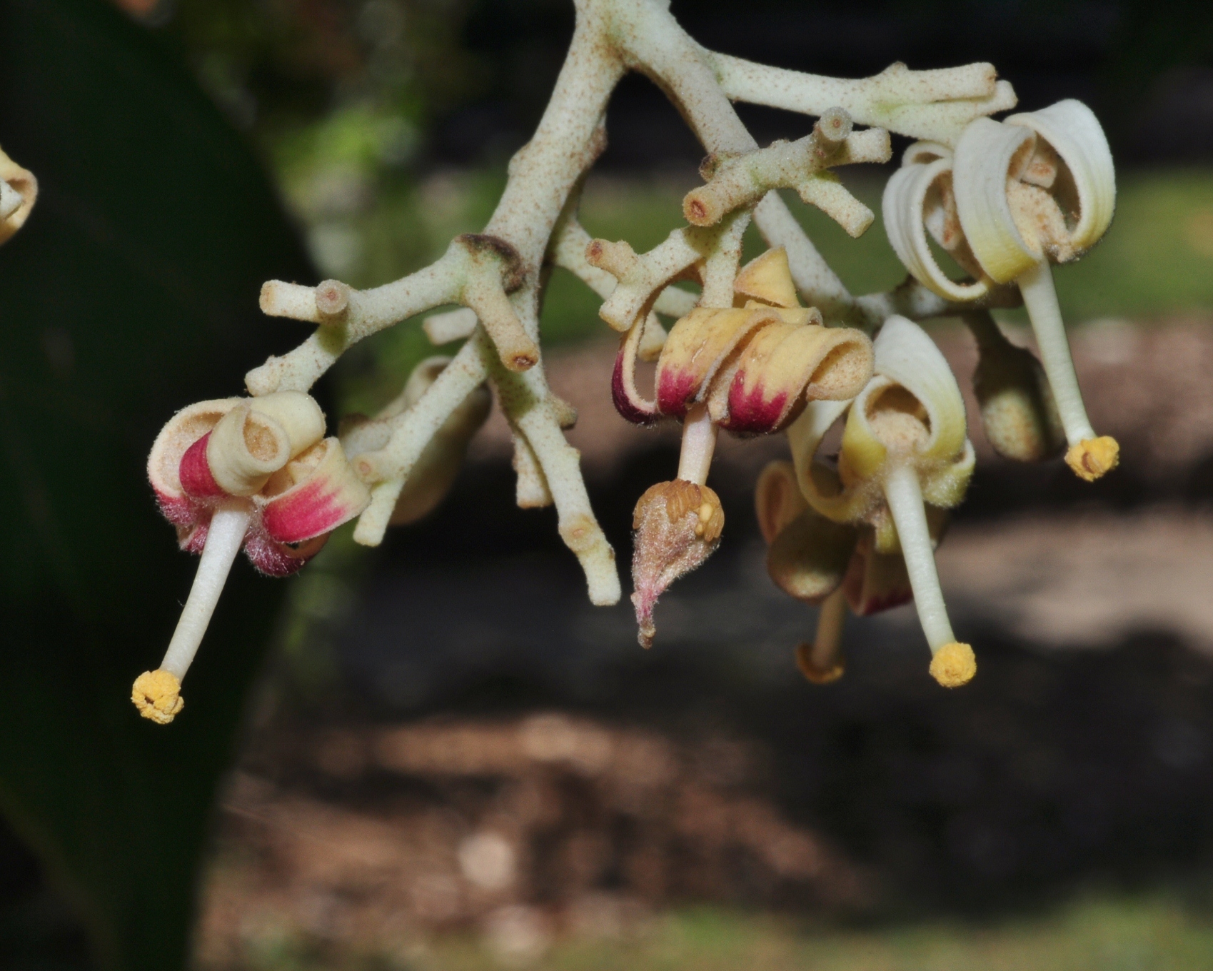Sterculiaceae Firmiana simplex