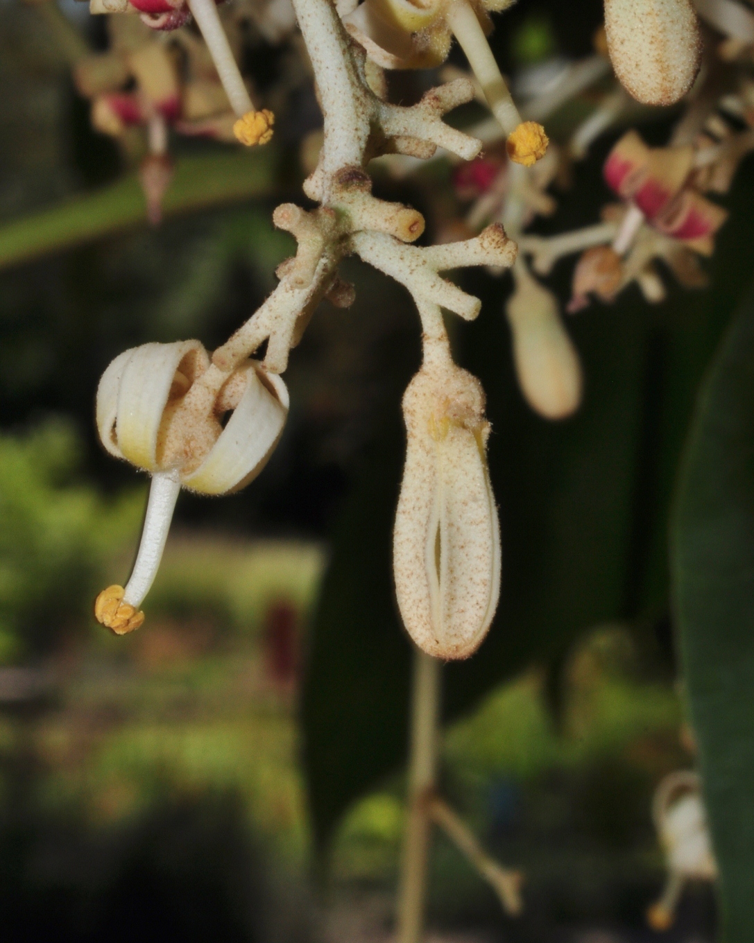 Sterculiaceae Firmiana simplex