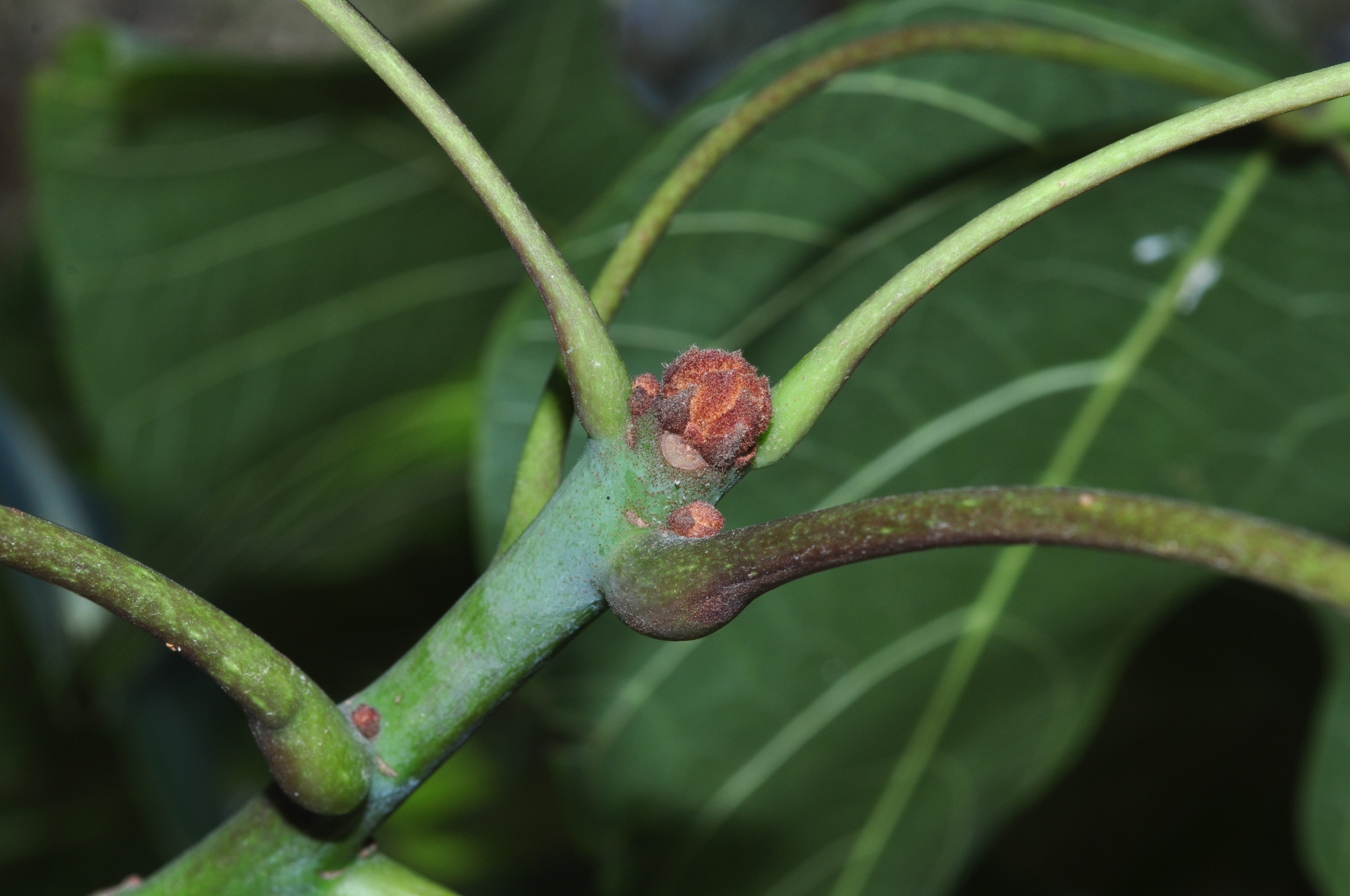 Sterculiaceae Firmiana simplex