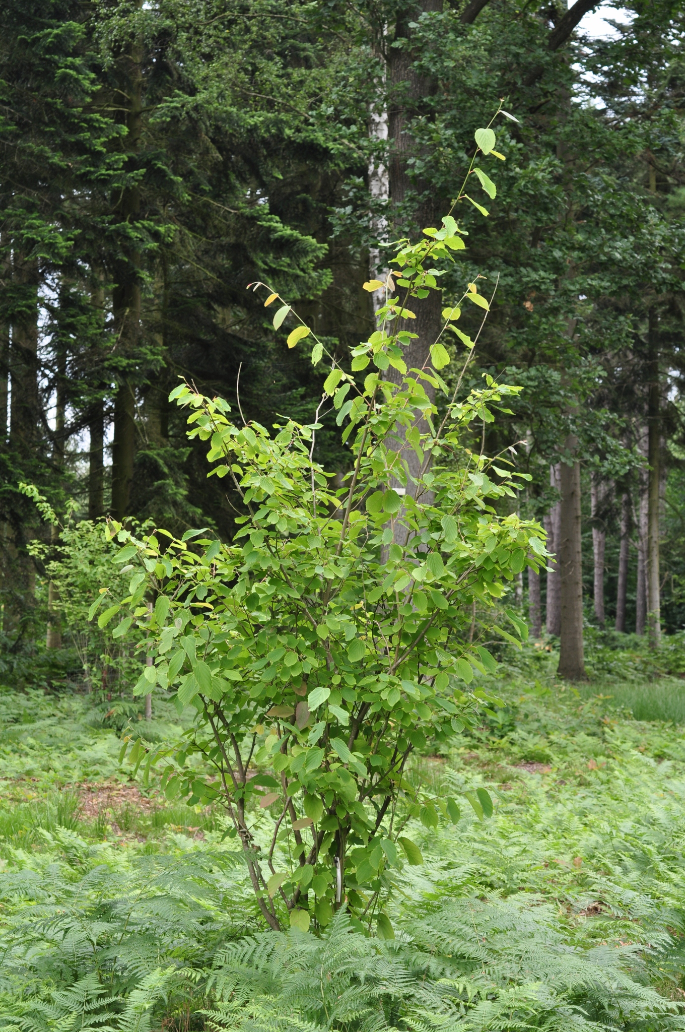 Hamamelidaceae Corylopsis glabrescens