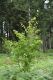image of Corylopsis glabrescens
