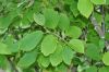 image of Corylopsis glabrescens