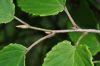 image of Corylopsis glabrescens