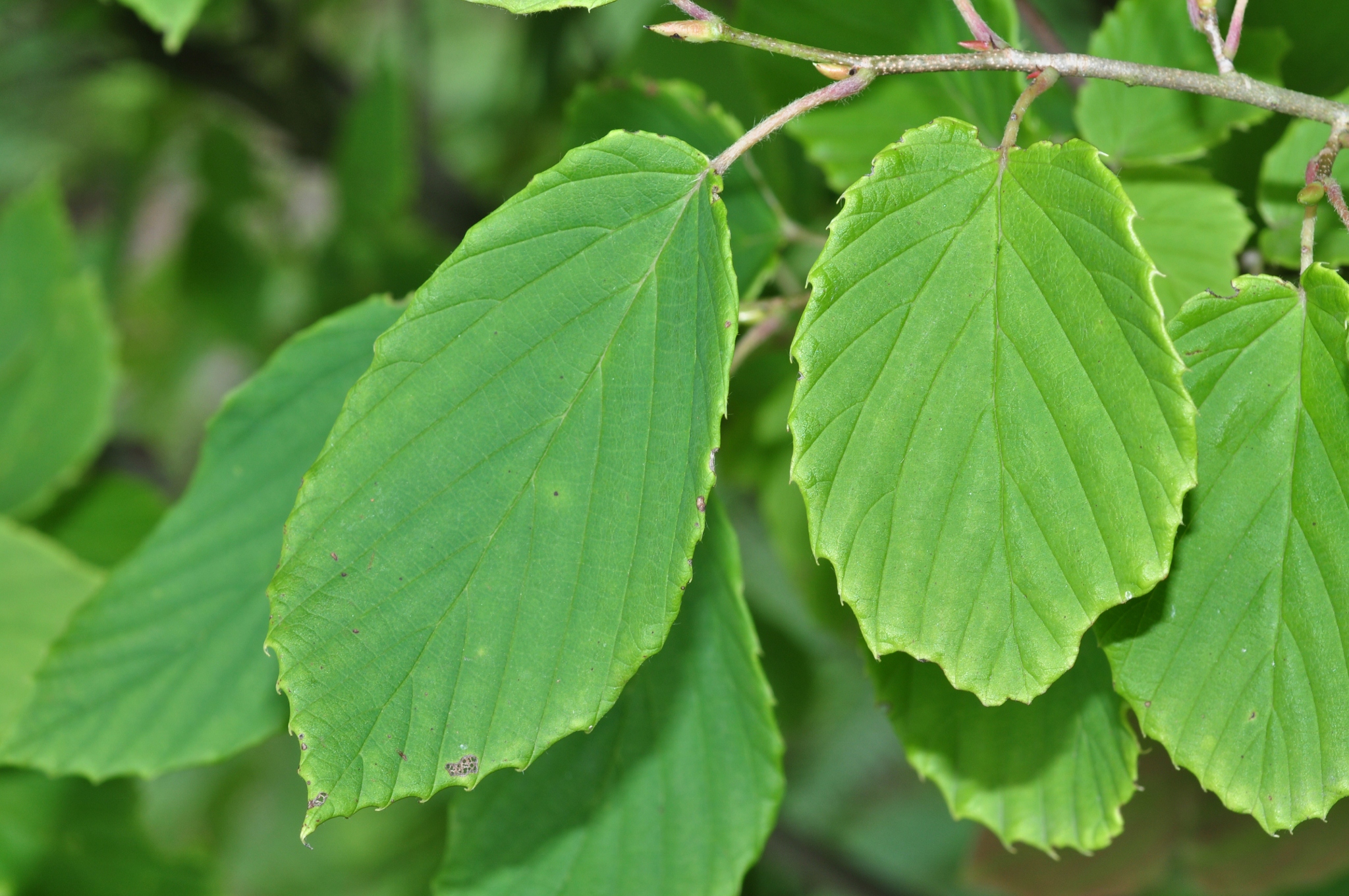 Hamamelidaceae Corylopsis glabrescens