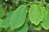 image of Corylopsis glabrescens