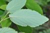 image of Corylopsis glabrescens