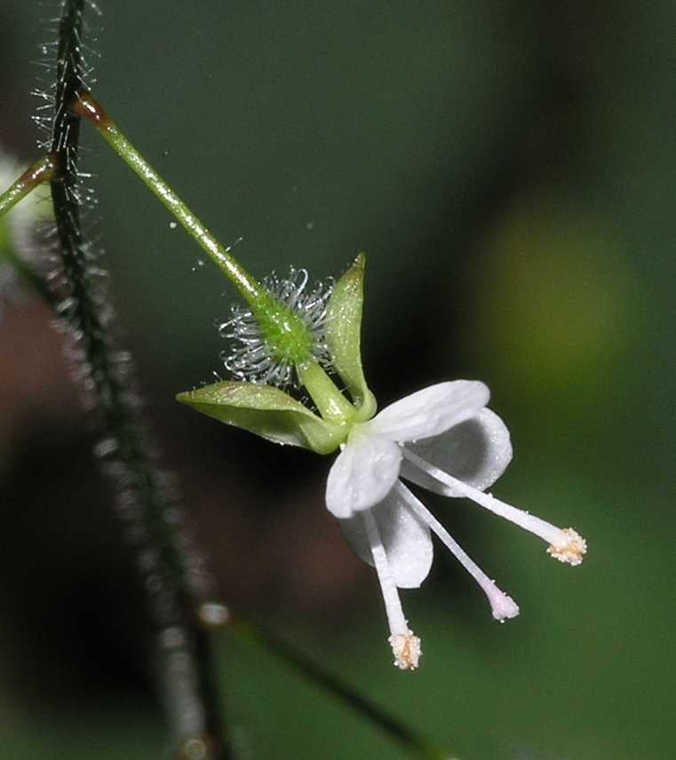Onagraceae Circaea lutetiana