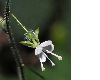 image of Circaea lutetiana