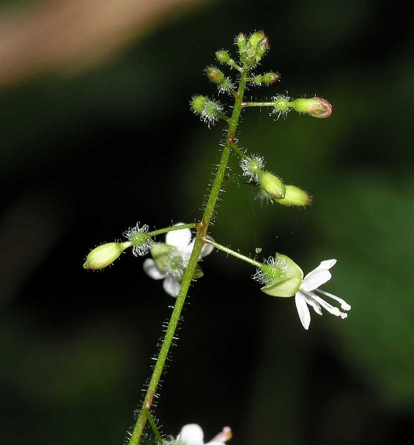 Onagraceae Circaea lutetiana