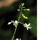 image of Circaea lutetiana