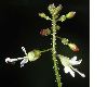 image of Circaea lutetiana