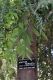 image of Agathis robusta