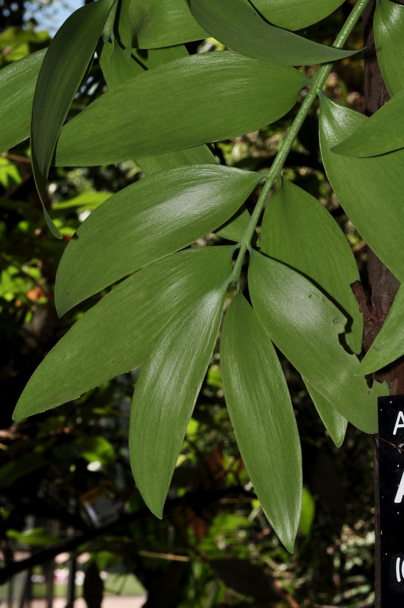 Araucariaceae Agathis robusta