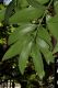 image of Agathis robusta