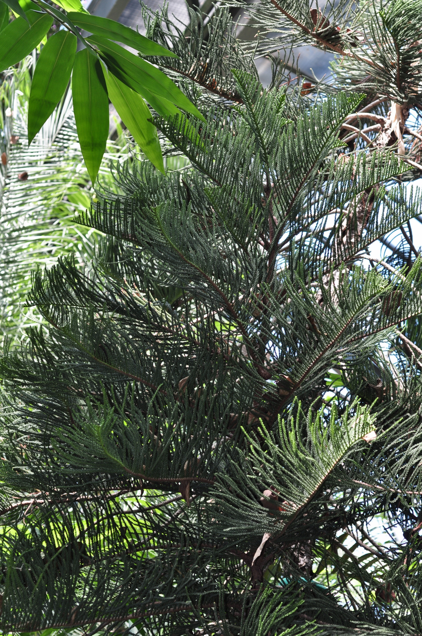 Araucariaceae Araucaria bernieri
