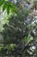 image of Araucaria bernieri