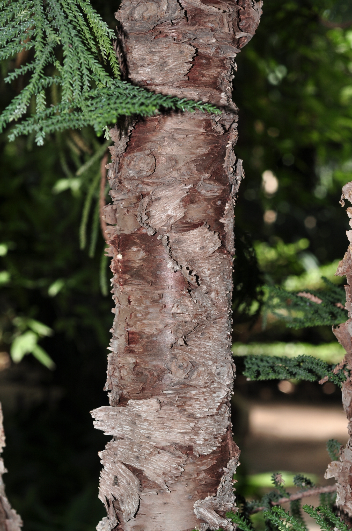 Araucariaceae Araucaria bernieri