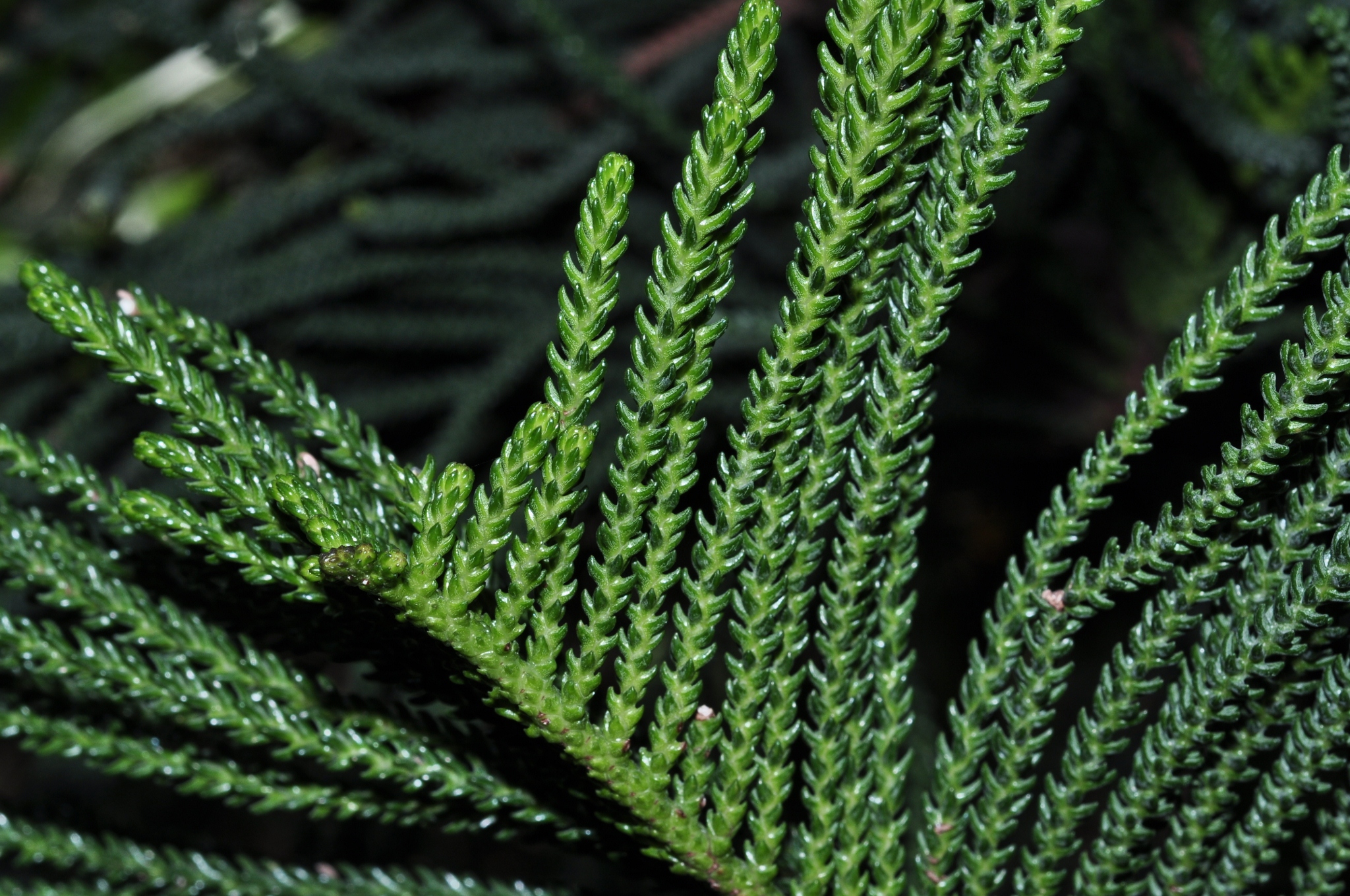 Araucariaceae Araucaria bernieri