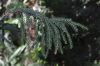 image of Araucaria laubenfelsii
