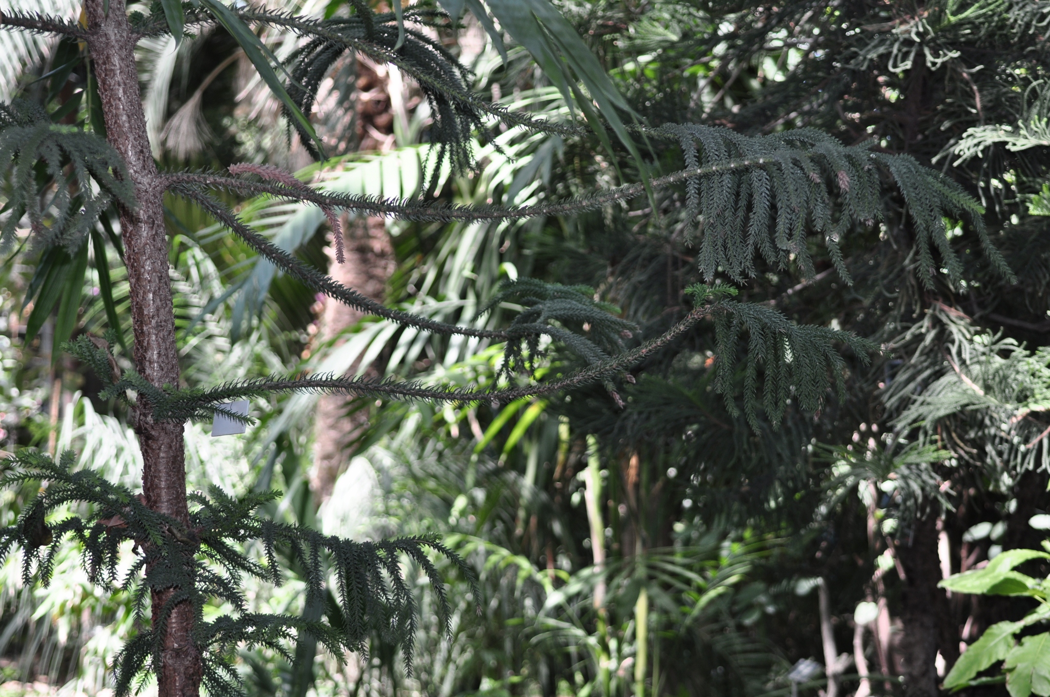 Araucariaceae Araucaria laubenfelsii
