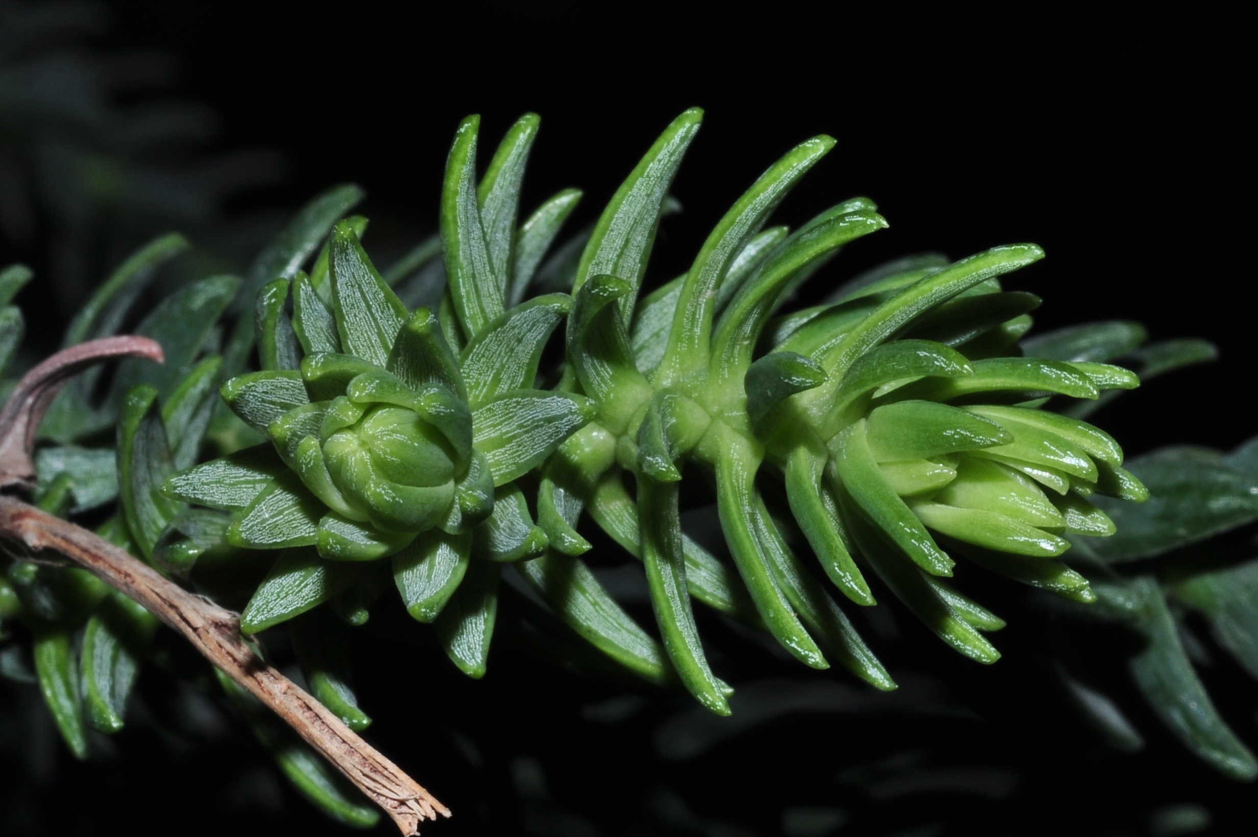 Araucariaceae Araucaria laubenfelsii