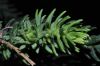 image of Araucaria laubenfelsii