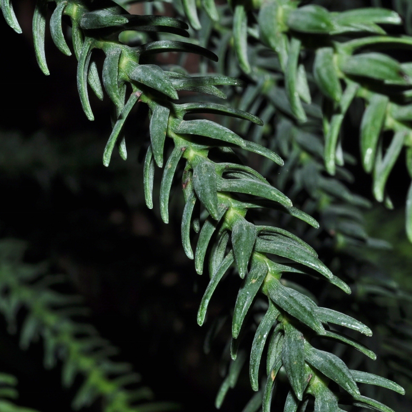 Araucariaceae Araucaria laubenfelsii