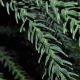 image of Araucaria laubenfelsii