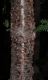 image of Araucaria laubenfelsii
