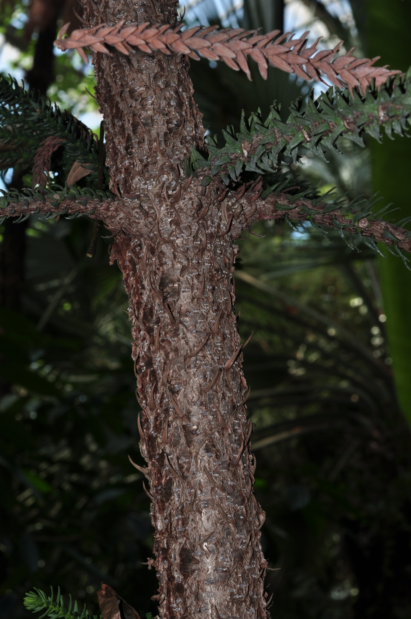 Araucariaceae Araucaria laubenfelsii