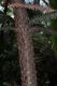 image of Araucaria laubenfelsii