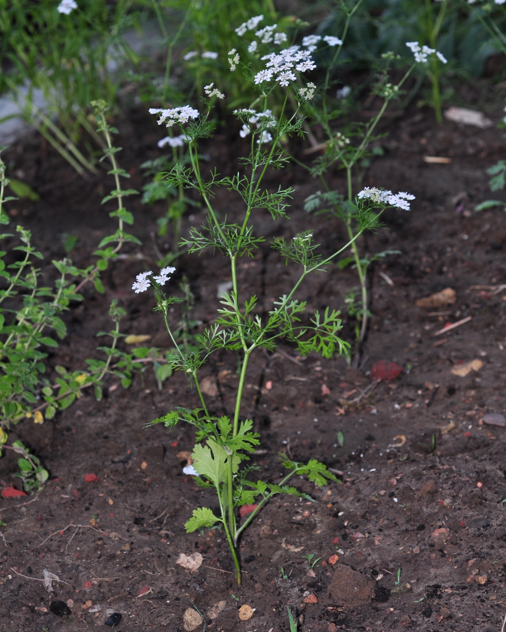 Apiaceae Coriandrum sativum
