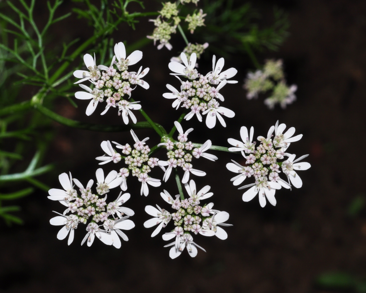 Apiaceae Coriandrum sativum