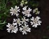 image of Coriandrum sativum