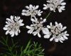 image of Coriandrum sativum
