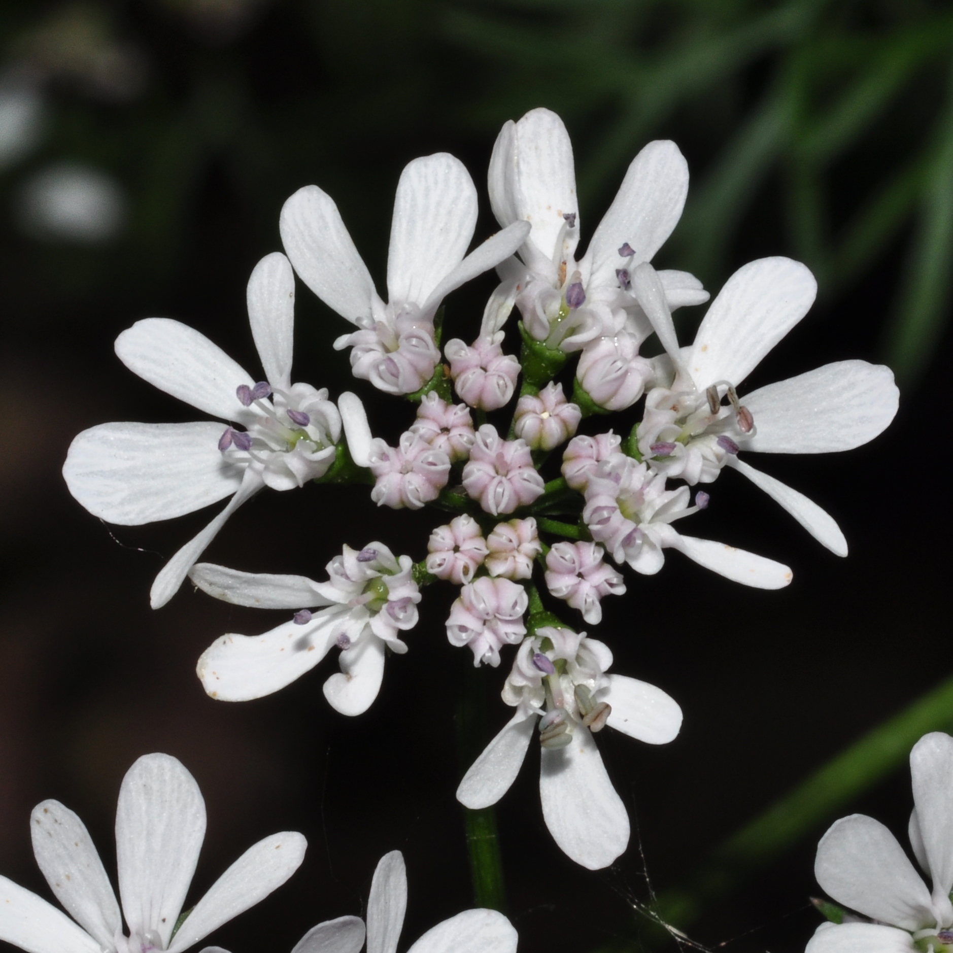 Apiaceae Coriandrum sativum